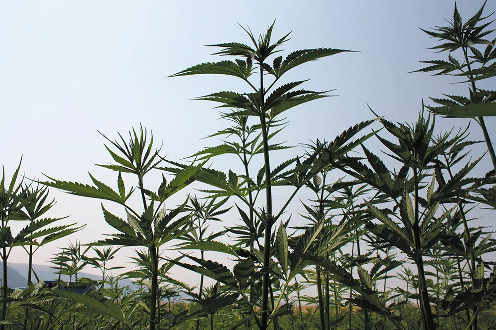 It's tougher to grow hemp than weed in Washington, but the Farm Bill may change that