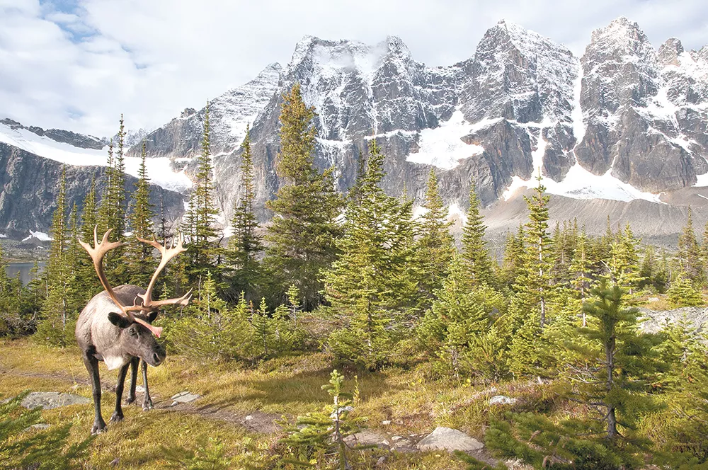 An April 26, 2012, article looked at the dwindling herd of woodland caribou in North Idaho. - MARK BRADLEY, PHOTO/BOREALNATUREPHOTOS.COM