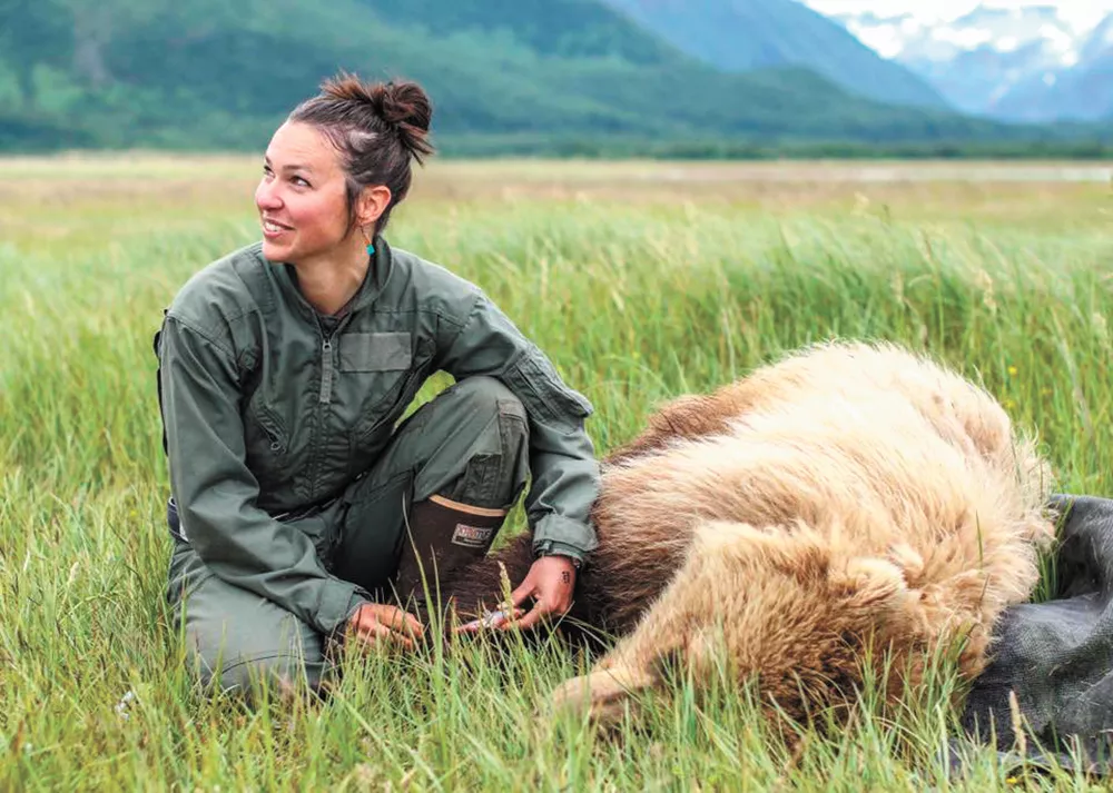 As part of her research, Joy Erlenbach takes a blood sample from a grizzly bear in Katmai National Park. - WSU PHOTO