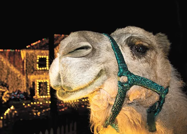 Among many other problems, Dolly the Camel broke the HOA's prohibition about keeping livestock on their property. - MARK ADDY PHOTO