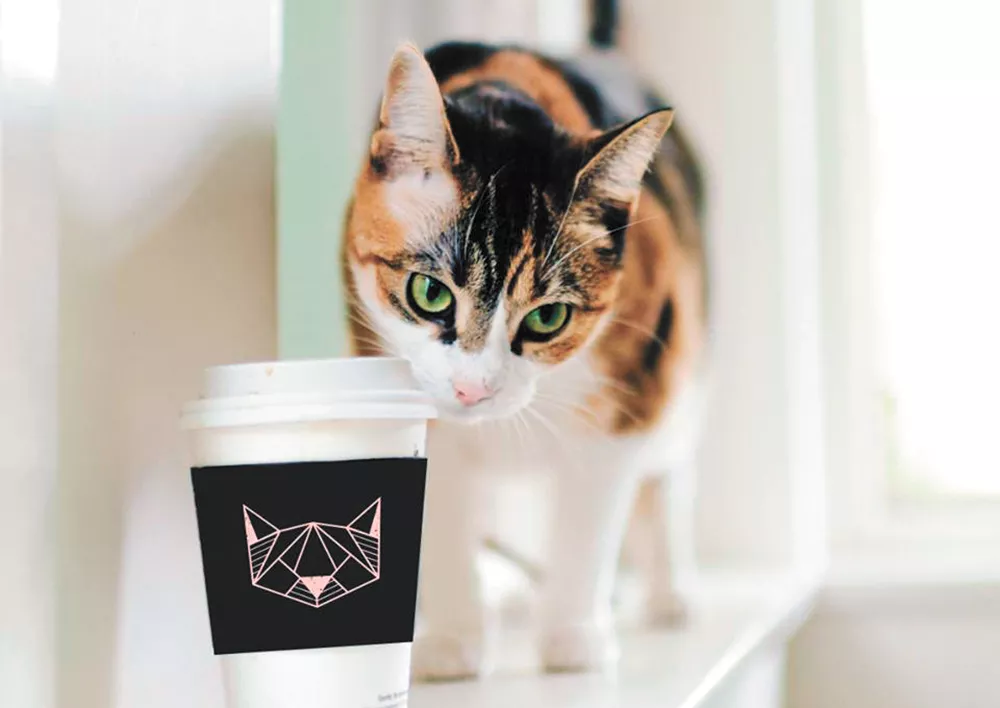 Spokane is getting a cat cafe plus chef Ricky Webster Spokane is getting a cat cafe plus chef Ricky Webster
