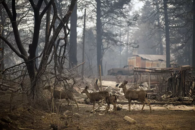 Deer forage in the burnt landscape of Paradise, Calif., on Tuesday morning, Nov. 13, 2018. Search teams were heading back into the devastated town on Tuesday with the grim expectation of finding more bodies in the charred remnants of the Sierra Nevada retirement community. - JENNA SCHOENEFELD/THE NEW YORK TIMES