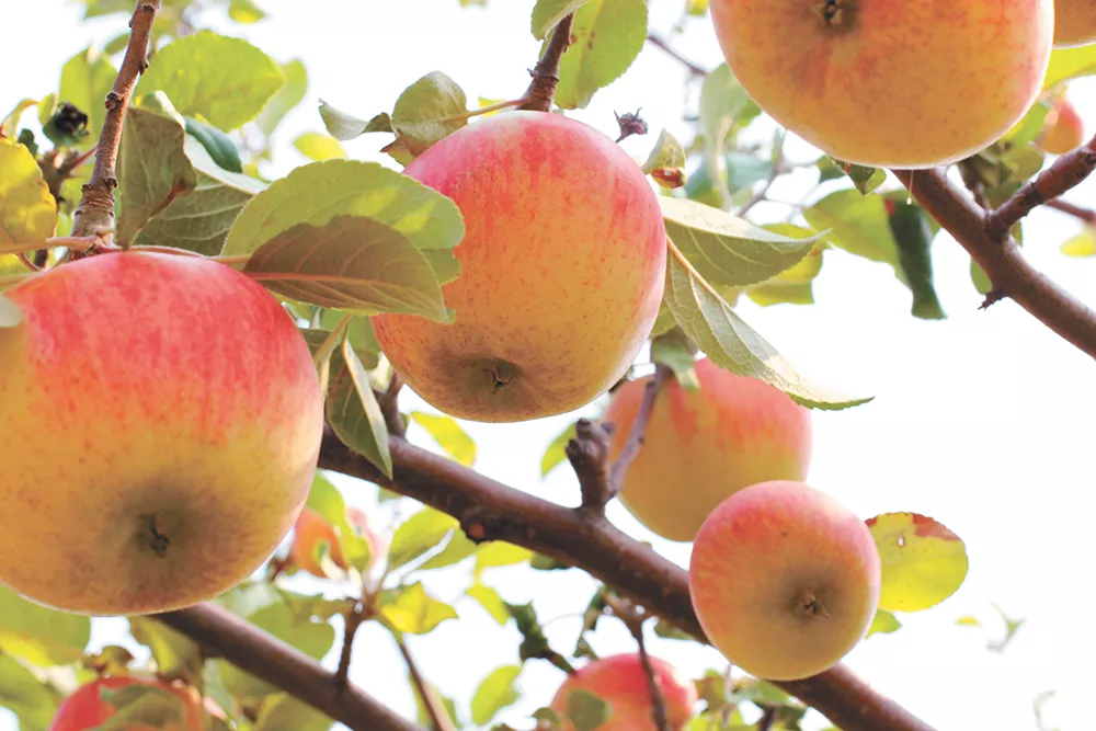 Sixty-eight rare and heirloom apple varieties grow at the University of Idaho's Sandpoint research orchard. - CARRIE SCOZZARO PHOTO