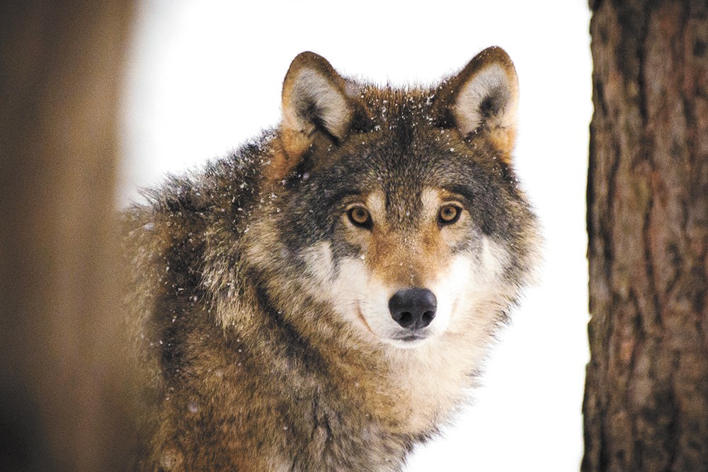 The Washington Department of Fish and Wildlife is caught in the crossfire between wolf lovers and haters