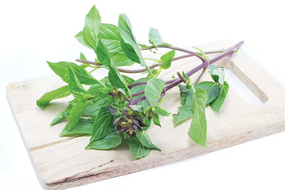 Thai basil, with its squared purple stems, is notable for the distinct aroma of anise if you brush the leaves.