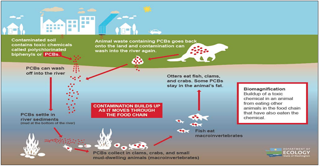 This piece of an informational poster created by the state Department of Ecology shows how PCBs an persist in the environment. - DEPARTMENT OF ECOLOGY IMAGE