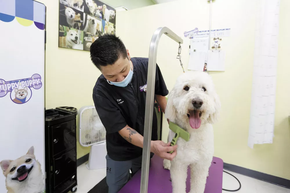 Local dog groomers are still struggling to catch up on appointments after being forced to shut down for weeks this spring. - YOUNG KWAK PHOTO