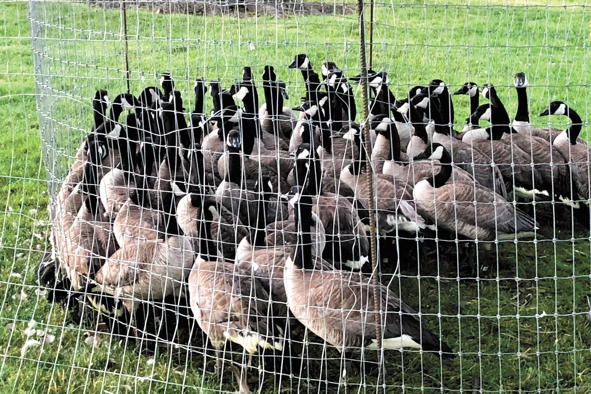 How an abundance of geese at a popular beach can put a city in a crappy situation