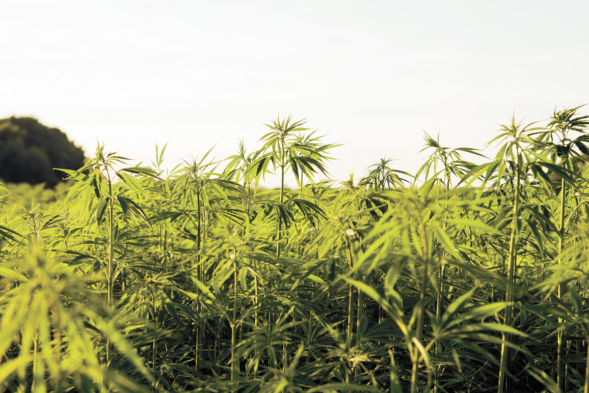 Due to the wording of laws around hemp and cannabis, at both the state and federal levels, delta-8 THC exists in something of a gray area.