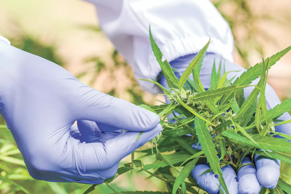 Government regulations, like allowing only one production facility, have hampered cannabis research for decades.