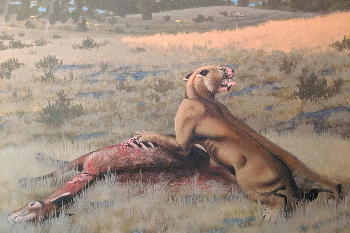 A mural by Roger Witter at John Day Fossil Beds National Monument depicts the Machairodus lahayishipup eating a camel. - COURTESY OF NATIONAL PARK SERVICE
