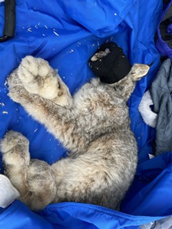 When lynx are trapped for the project, they are sedated and kept as calm as possible while biologists prepare them for later release. Their breathing and heart rate is monitored consistently throughout the process. - COURTESY PHOTO