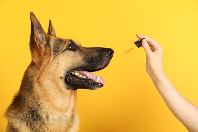 Dosing dogs with CBD is increasingly common.