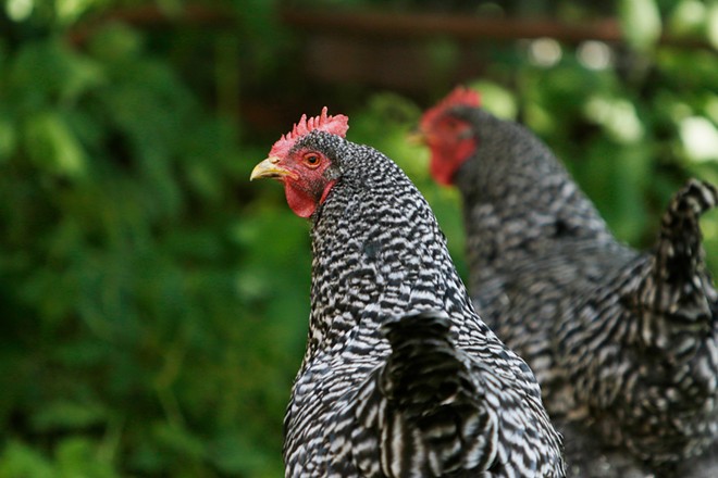 Avec les poulets de basse-cour, les animaux de compagnie peuvent produire des leçons d'amour et de vie - et le petit-déjeuner