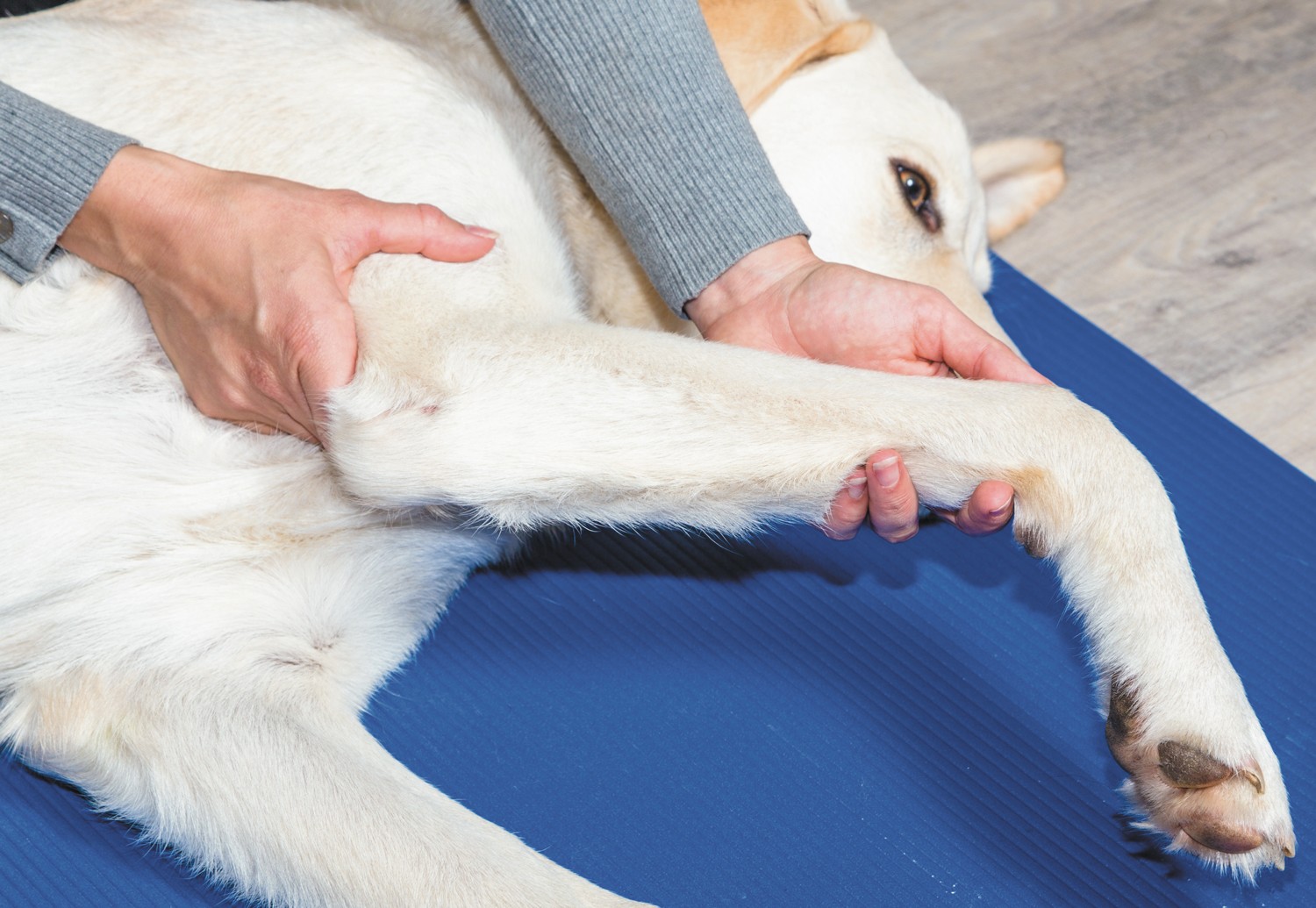 Telltale signs and how to manage joint pain in pets