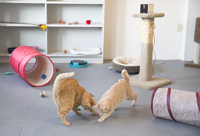 CAT FRIDAY: Play with cats online at the Spokane Humane Society