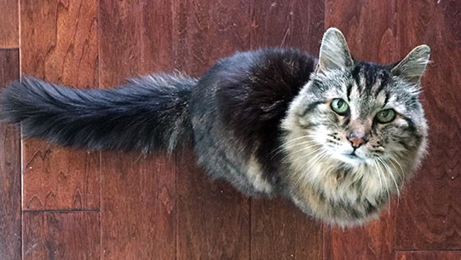CAT FRIDAY: More Insta-cats to follow, and the world's oldest living cat