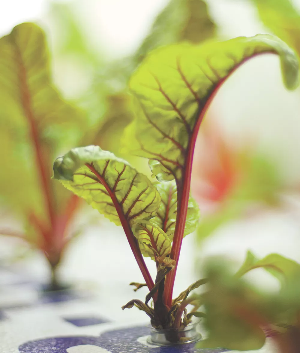 Locally grown Swiss chard grown in an indoor gardening system at the Community Action Center in Pullman. - JACOB JONES