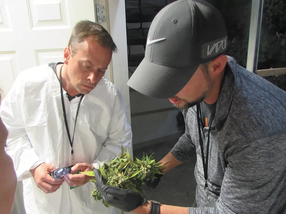 Valley Councilman Caleb Collier (left) gets a crash course in pot production last year, courtesy of Grow Op Farms owner Rob McKinley. - WILSON CRISCIONE