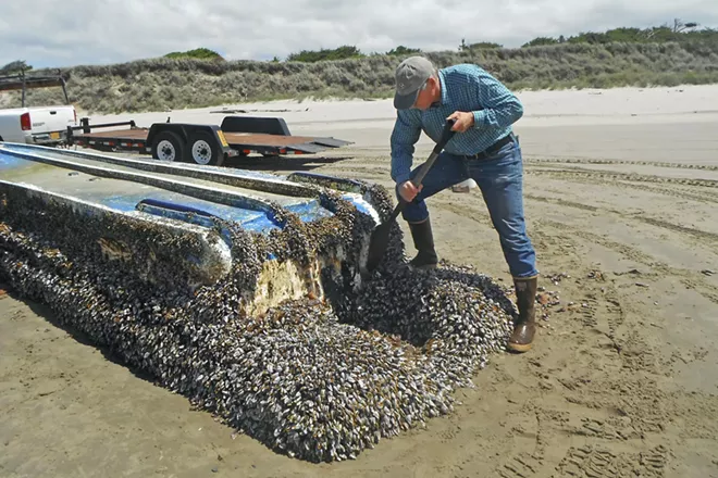 In an undated handout photo, John Chapman inspects a derelict vessel from Japan that washed ashore on Long Beach, Wash. Hundreds of species — mussels, crabs and others — traveled thousands of miles on debris to American shores after the 2011 tsunami in Japan. - RUSS LEWIS VIA THE NEW YORK TIMES