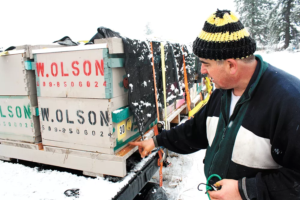Will Olson, a beekeeper and an online school teacher, says bees have become so valuable to agriculture that it's led to a surprising byproduct: bee thieves. - SAMANTHA WOHLFEIL