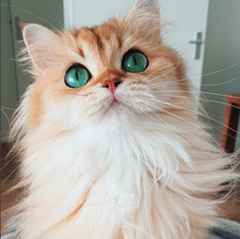 Smoothie: stealing hearts since 2014. - INSTAGRAM: @SMOOTHIETHECAT