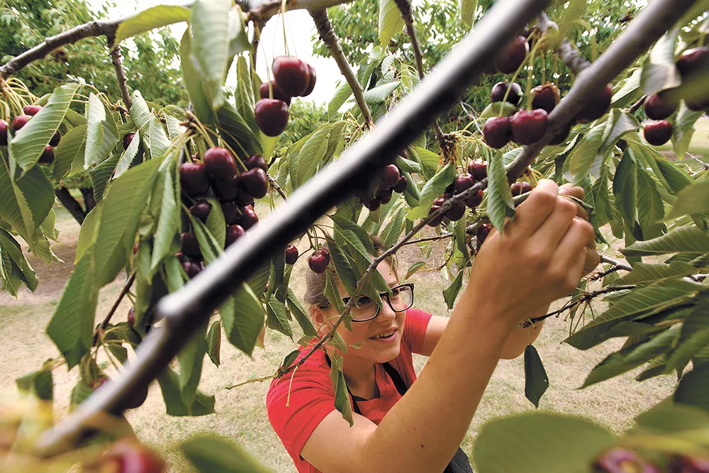 Consider ways you can pay it forward this holiday season, including gifts to the Spokane Edible Tree Project. - YOUNG KWAK