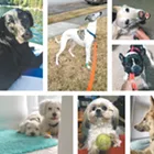 Confessions of a professional dog sitter