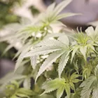 Get to know your weed a little better