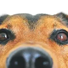 How dosing man's best friends with medicinal marijuana could potentially help health issues