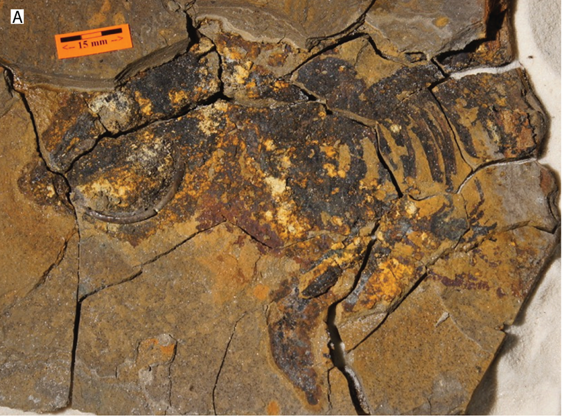 Behold! An ancient squirrel. - COURTESY OF GONZAGA