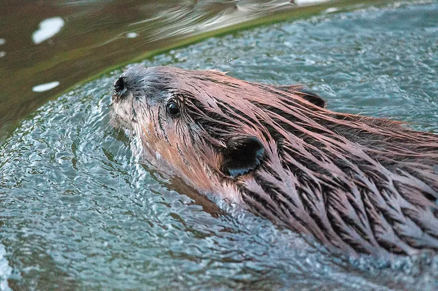 A Spokane beaver glides gracefully through the water. - DANIEL WALTERS PHOTO