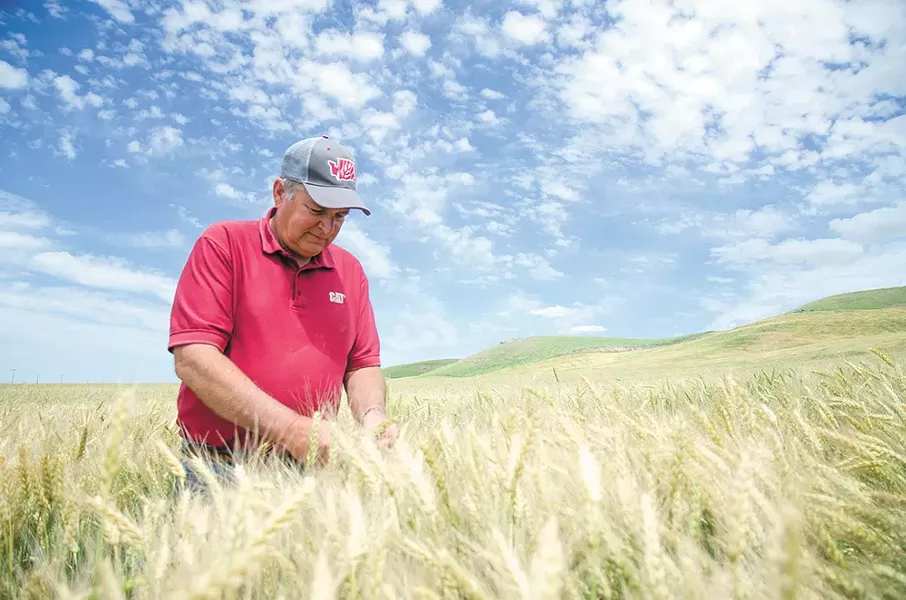 Gary Bailey, 63, in a field of soft white winter wheat, says, "If you're not growing, you're going backwards." - JACOB JONES