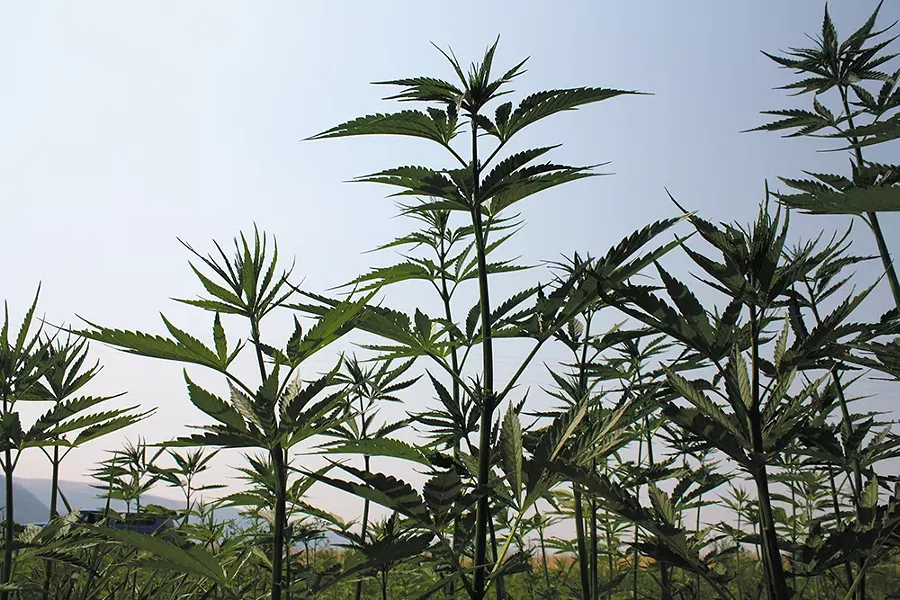Hemp has support from some surprising leaders, including state Rep. Matt Shea. - SAMANTHA WOHLFEIL PHOTO