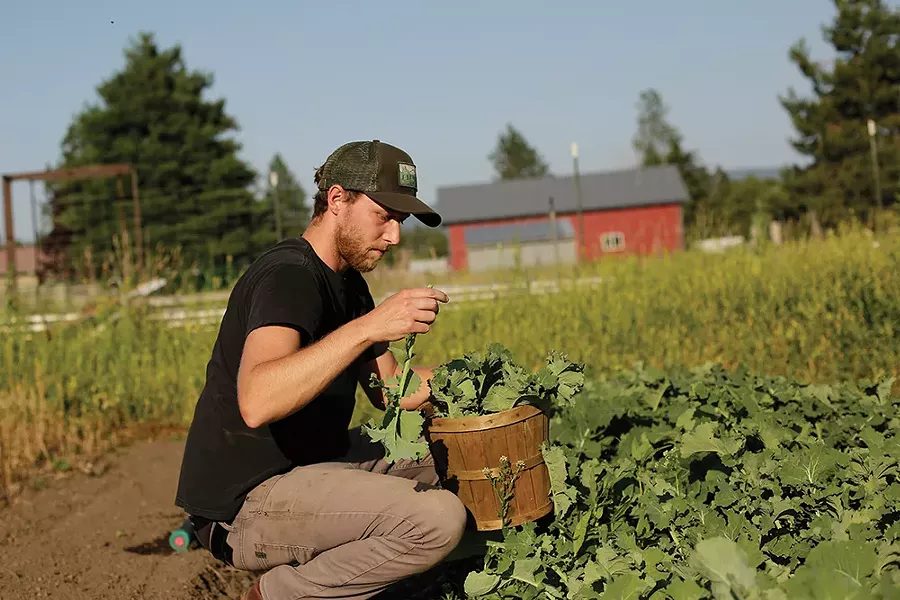 Lucas Cole of Lucid Roots harvests kale for a salad. - YOUNG KWAK