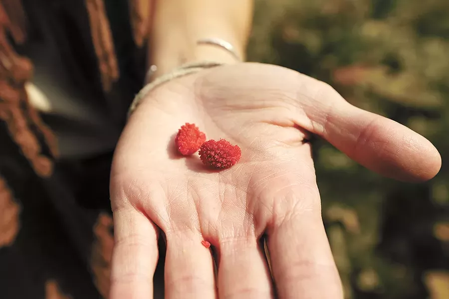 Fresh thimbleberries from the mountain. - YOUNG KWAK