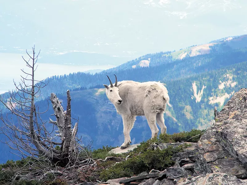 One of the mountain goats at Scotchman Peak. - JAKE THOMAS PHOTO