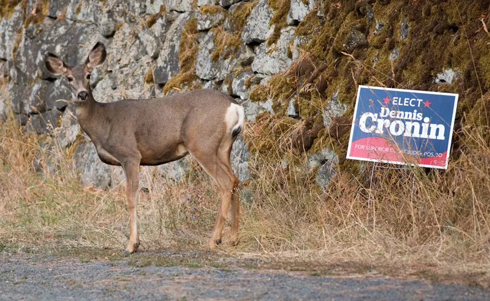 A deer appears to endorse Dennis Cronin for Spokane County Superior Court. - DANIEL WALTERS PHOTO