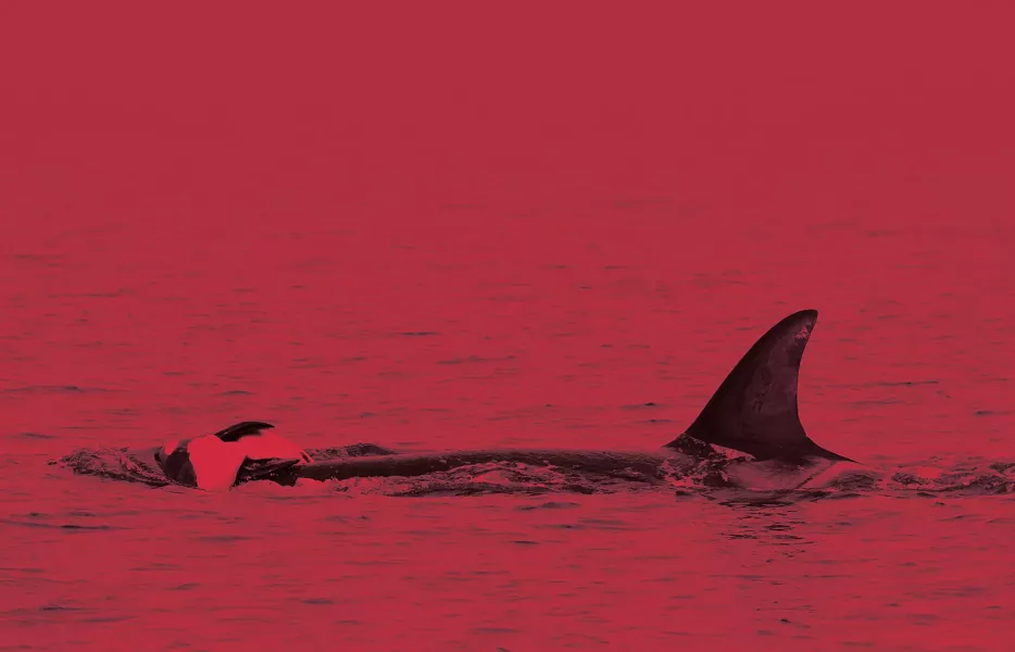 Orcas will mourn the loss of a baby, scientists say. This is a 2010 photo of an orca carrying a dead newborn, like Tahlequah did for 17 days last summer. - ROBIN W. BAIRD/CASCADIA RESEARCH PHOTO