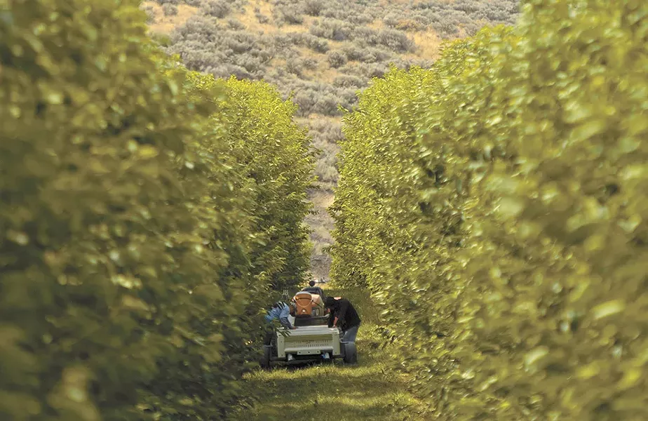 Harvest is underway at K S Orchards in Royal City, Washington. - YOUNG KWAK