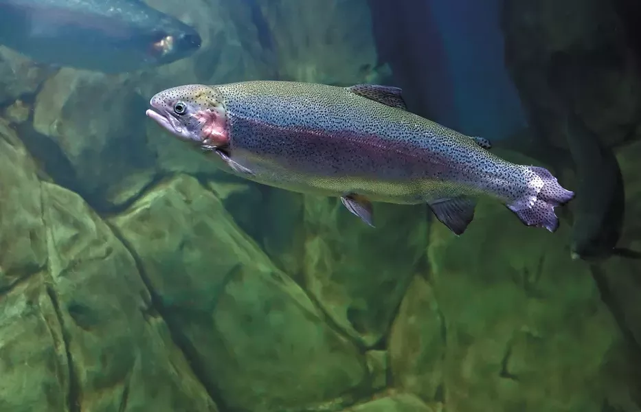coverfish.jpg