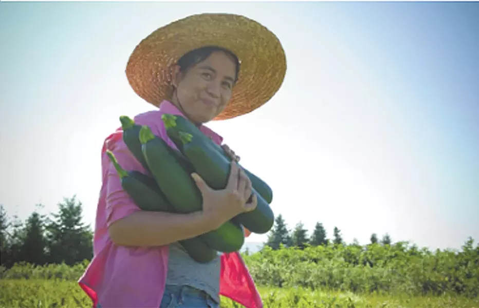 Harvesting donated produce and supplying it to the needy is one way Refugee Connections gives back.