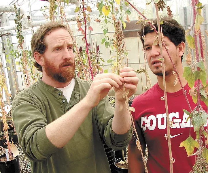 Dr. Kevin Murphy and doctoral candidate Leo Hinojosa inspect their crops. - CARRIE SCOZZARO