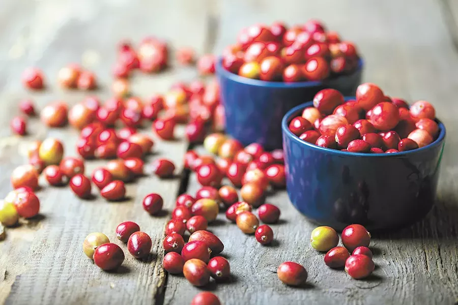 Cranberry pickers are careful to keep North Idaho's picking locations secret.