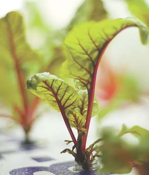 Locally grown Swiss chard grown in an indoor gardening system at the Community Action Center in Pullman. - JACOB JONES