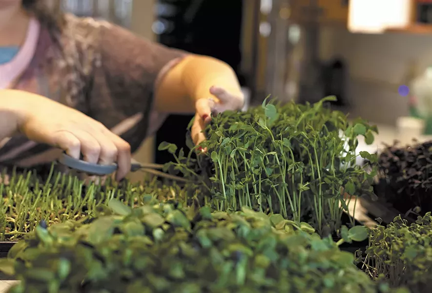 Micro-greens are part of an excellent salad. - ANNIE KUSTER