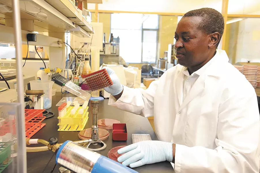 Deo Mshanga tests samples for antibiotic resistance at a Washington State University lab. - WSU PHOTO, HENRY MOORE JR.
