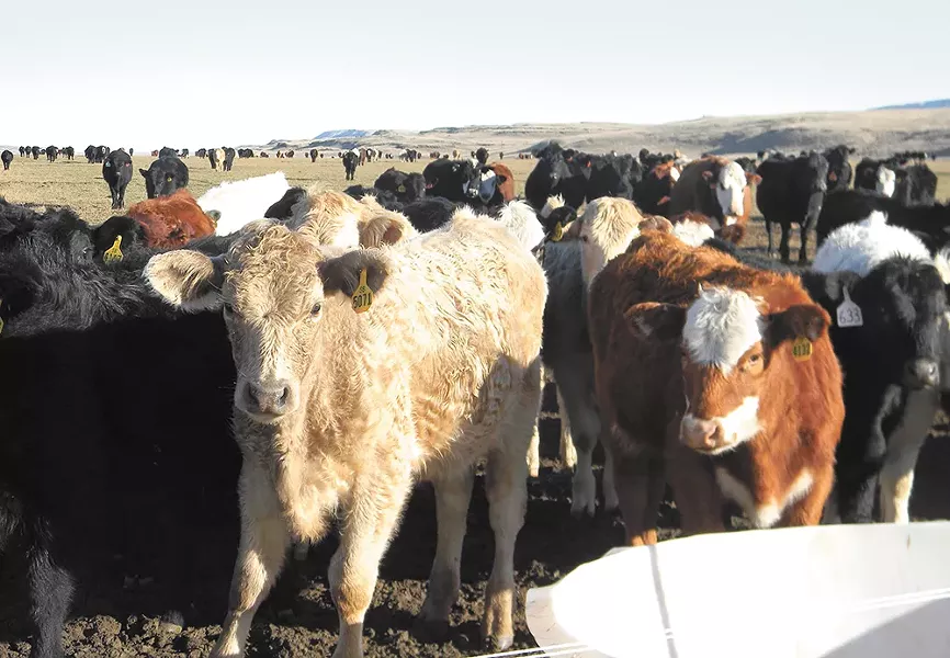 Ranchers say that streams and vegetation are healthier with the presence of cattle. - JAKE THOMAS