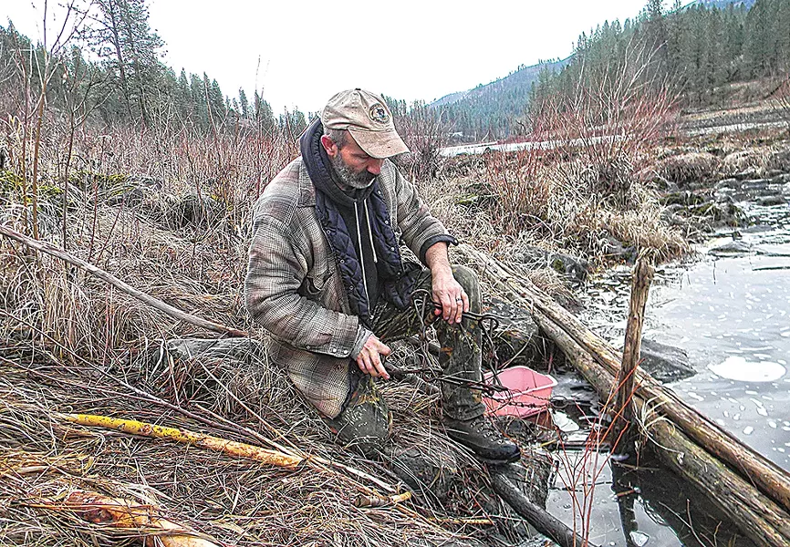 David Busta sets a trap for beaver along the Clearwater River. Trappers say these traps are humane, but critics complain that they can also capture threatened species. - JAKE THOMAS