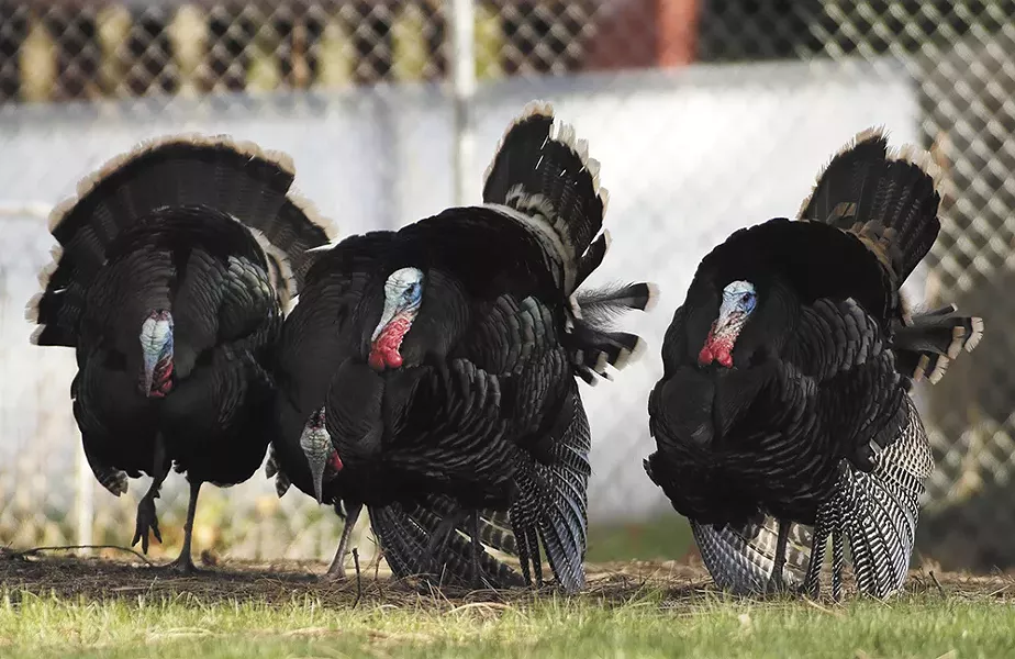 Brought to the region in the early 1900s, wild turkeys are now thriving as hunting has declined. - YOUNG KWAK